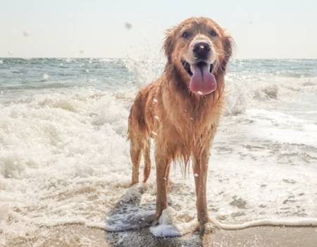 a happy golden retriever stands in front of a beach in the outer banks