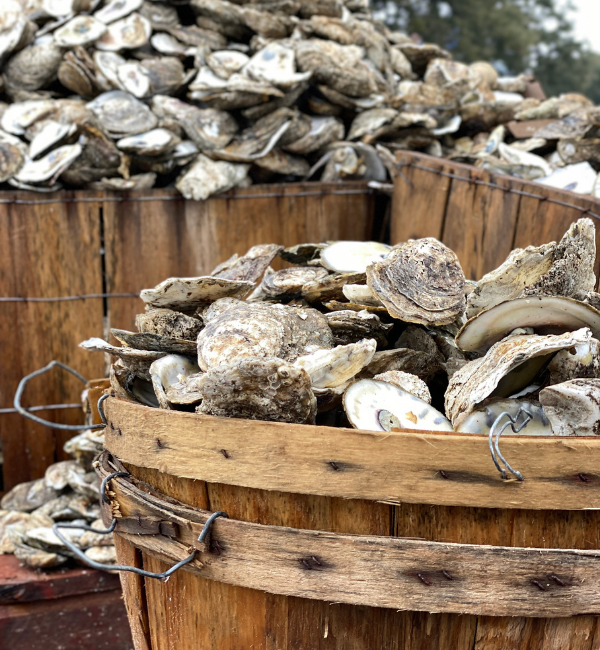Bushels of Oysters