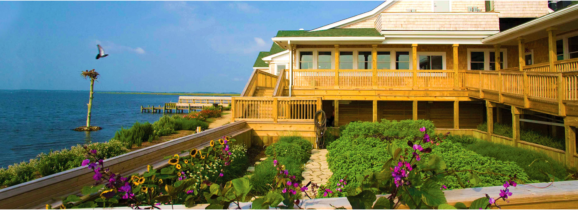 Basnight’s Lone Cedar Basnight’s Lone Cedar